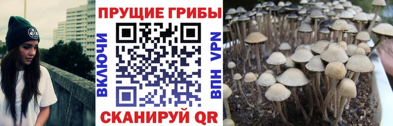 Псилоцибиновые грибы GOLDEN TEACHER  блэк спрут онион  Афипский 